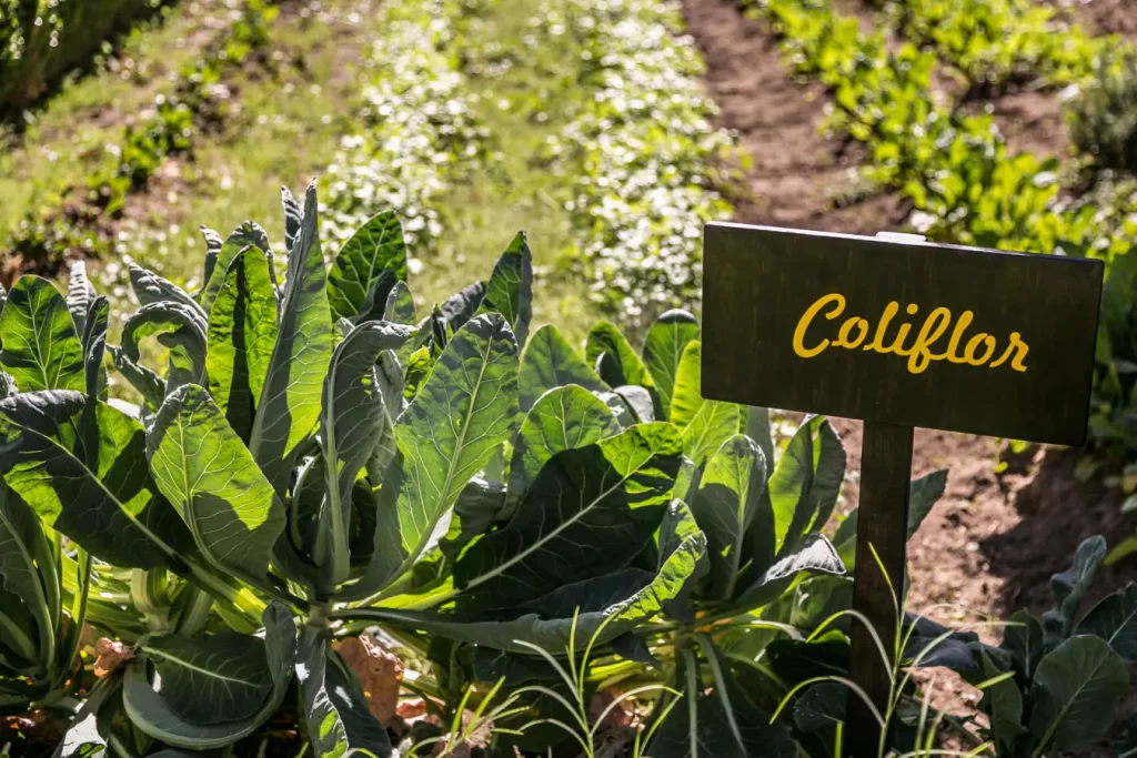 Huerto Restaurante Cassia Hotel Real de Minas Poliforum, León Guanajuato